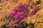 Red and yellow leaves on a fall maple tree, Kentucky Art Print